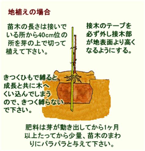 樹根生長|樹木の根の特性と植え方